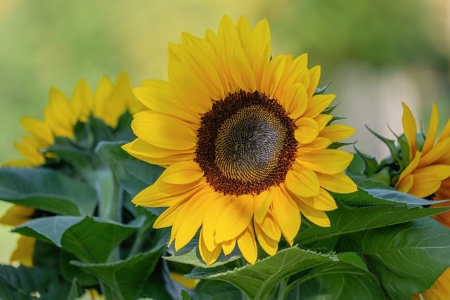 Sunflower Flower Yellow Summer