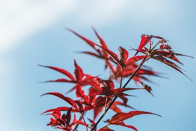Autumn Leaves Red Tree Maple Sky