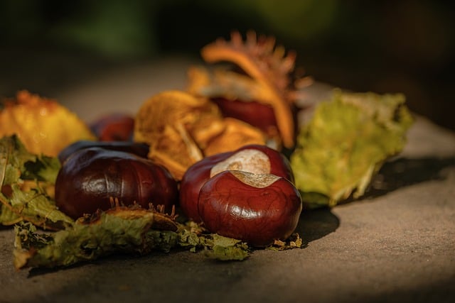 Chestnuts Leaves Autumn Nature