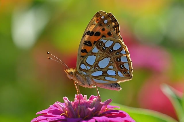 Butterfly Fritillary Zinnia Flower