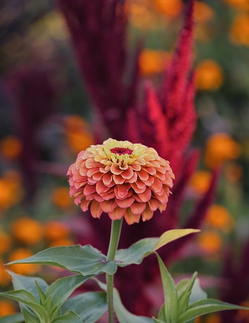 Zinnia Garden Flower Nature Bloom