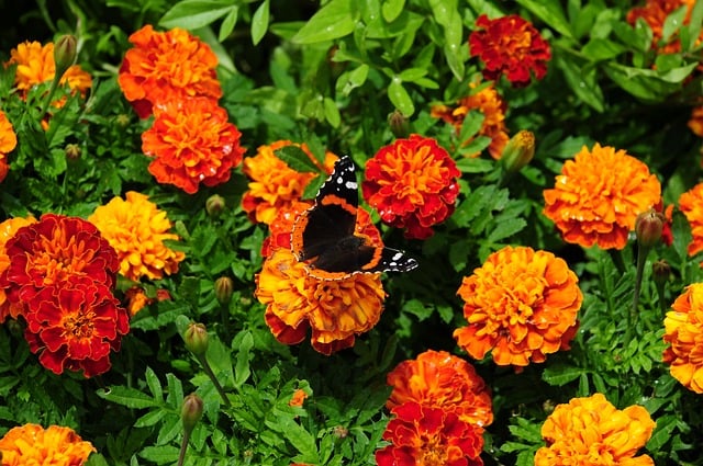 Butterfly Flowers Summer Nature