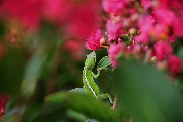 Lizard Nature Chameleon Green Color
