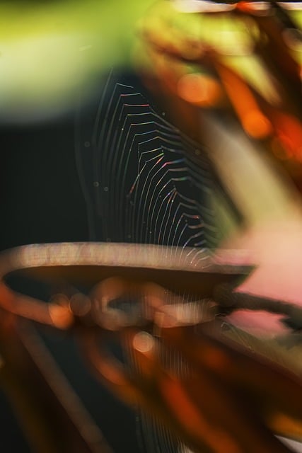 Spiderweb Blur Macro Nature Sun