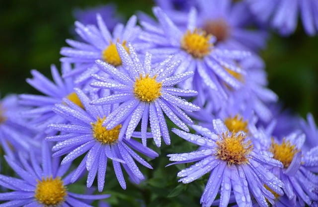 Purple Flower Morning Dew
