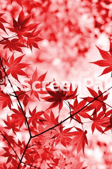 Maple Autumn Leaves Foliage