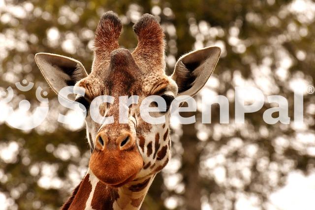 Giraffe Zoo Animal Portrait