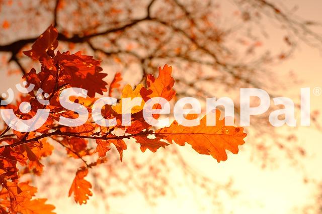 Autumn Leaves Foliage