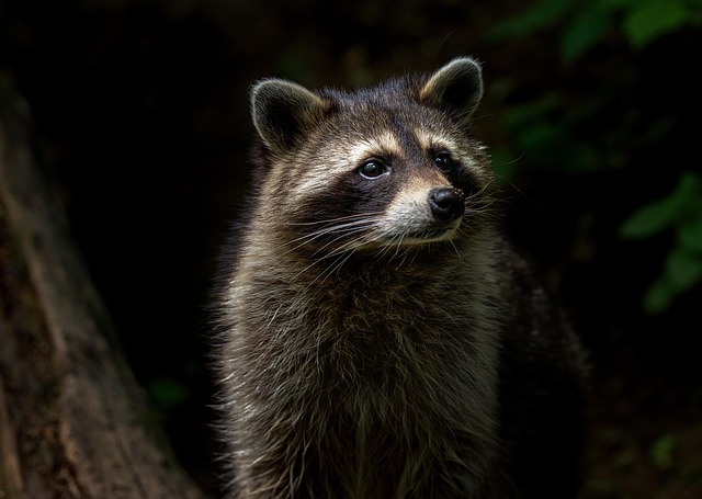 Raccoon Animal Nature Mammal Furry