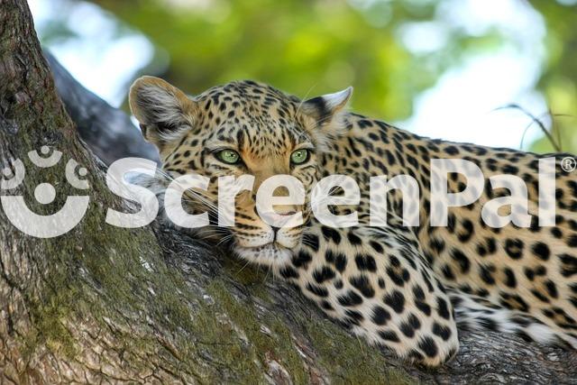 Leopard Animal Safari Mammal