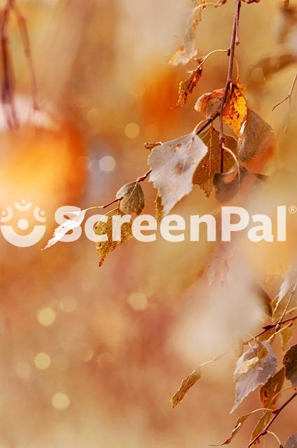 Autumn Leaves Foliage