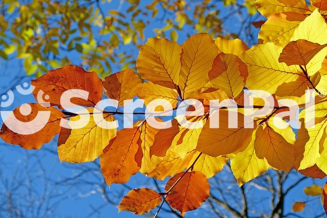 Foliage Leaves Autumn Leaf Veins