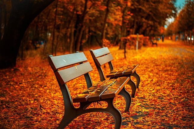 Benches Autumn Park Rest Sit