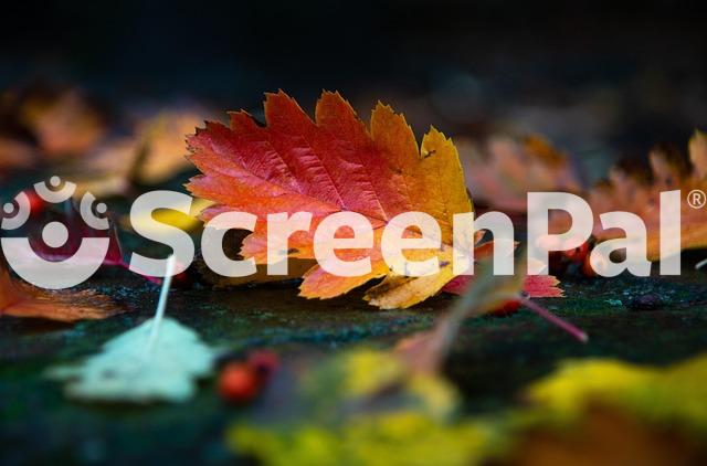 Autumn Leaves Foliage