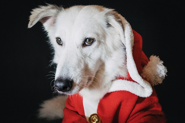 Dog Christmas Santa Xmas Puppy