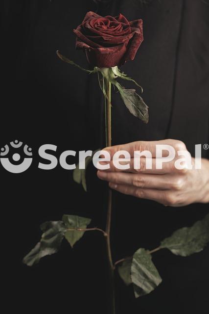 Rose Flower Valentines Day Hand