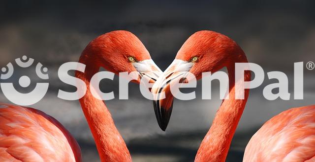 Flamingo Valentine Heart