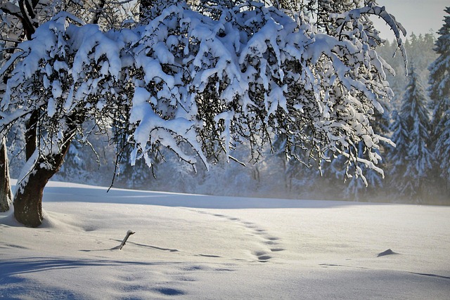 Nature Winter Season Snow Tree