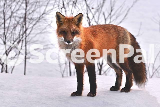 Fox Nature Animals Roux Fauna