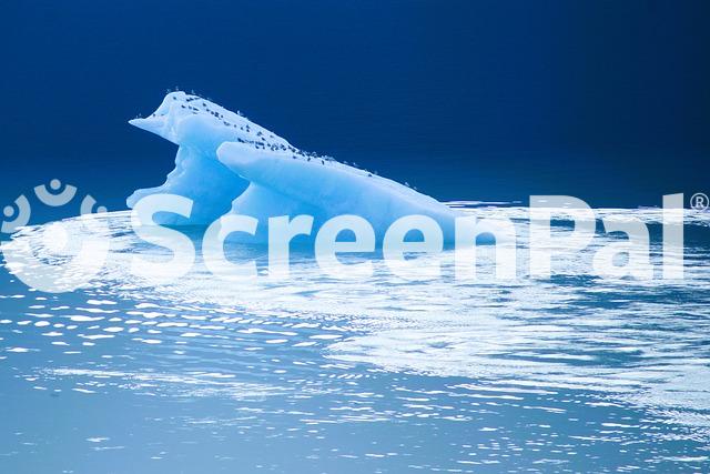 Glacier Sea Ocean Water Nature