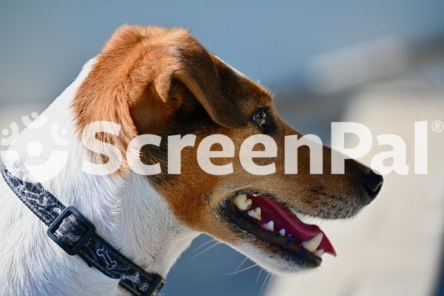 Dog Jack Russel Terrier