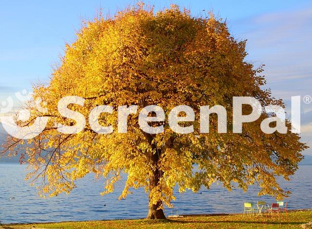 Tree Autumn Colors Nature Wallpaper