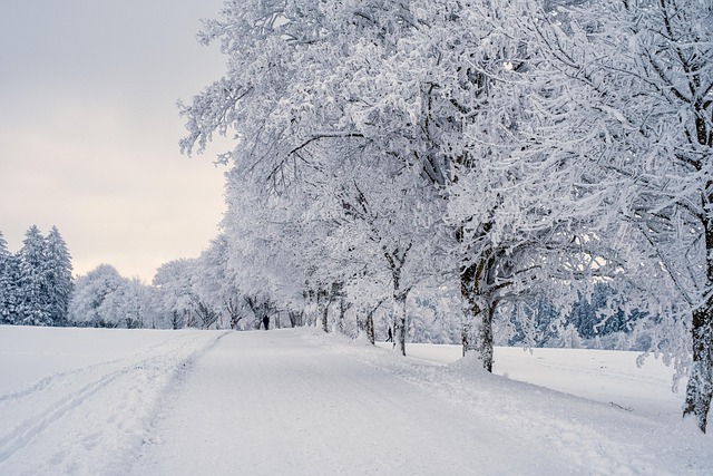 Snow Landscape Trees