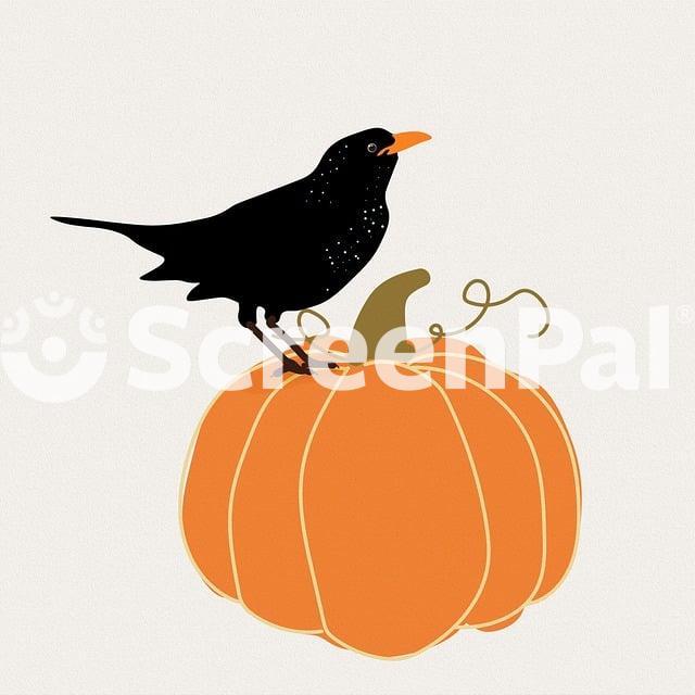 Bird Blackbird Pumpkin Autumn