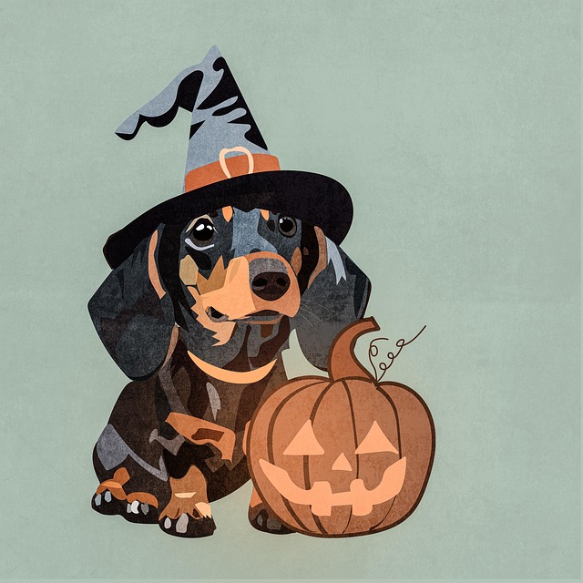 Dachshund Halloween Witchs Hat