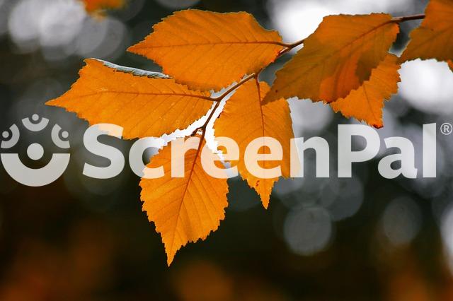 Leaves Deciduous Tree