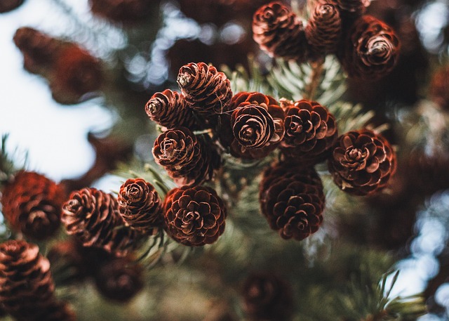 Pine Cone Winter Christmas