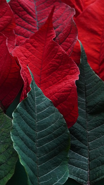 Leaves Poinsettia Plant
