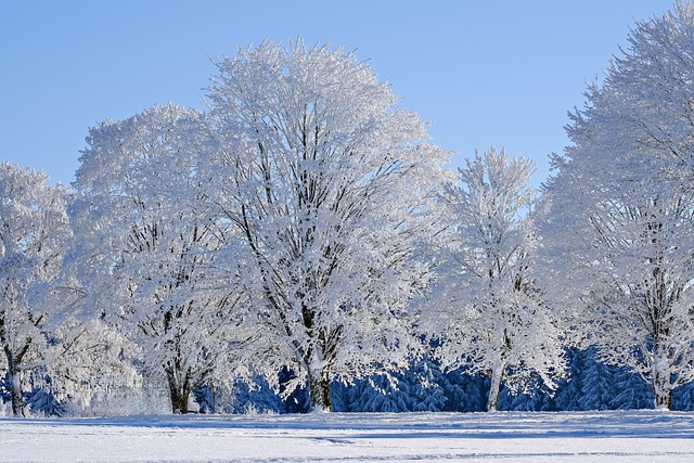 Winter Snow Trees Frost