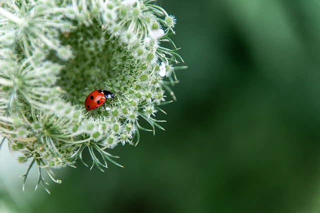 Flower Beetle Insect Nature