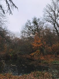 Brown Trees Beside River