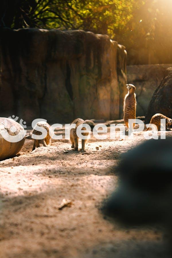 Meerkats In Sunlight