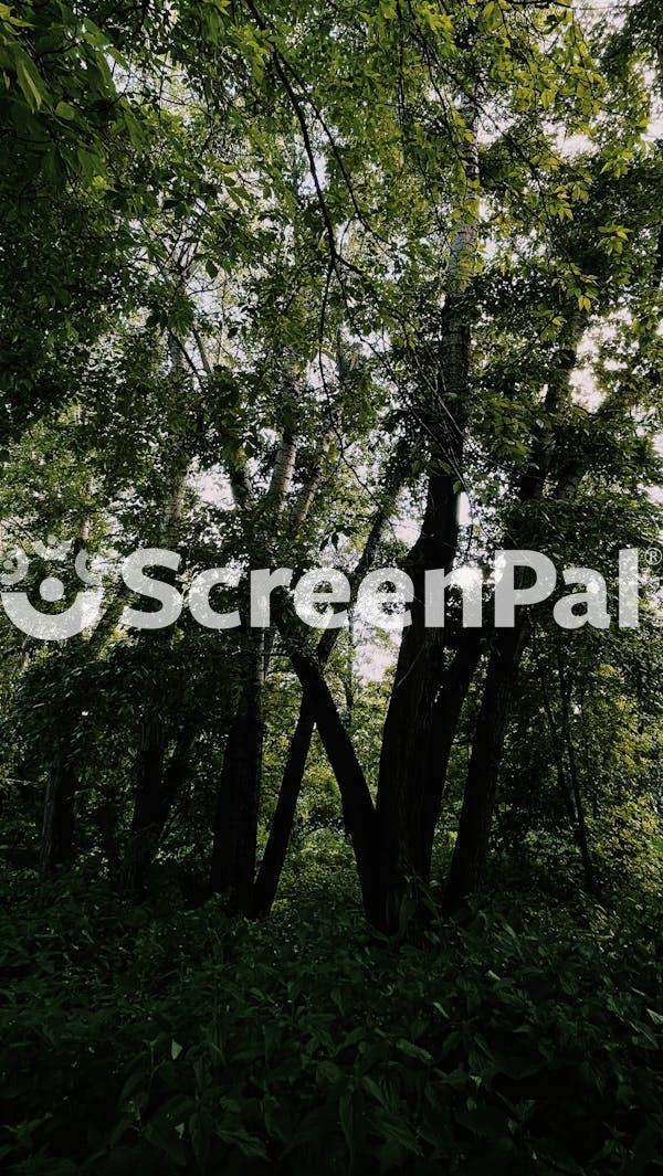A Green Trees In The Forest