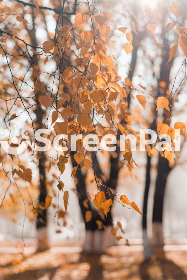 Selective Focus Photography Of Dried Leaves