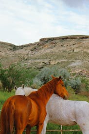 Horses On Pasture