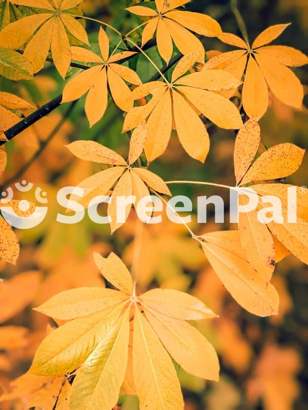 Chestnut Tree Leaves In Autumn