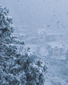 Snow Covering Tree And Buildings In Background