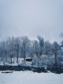View Of A Field And Trees At Snowfall