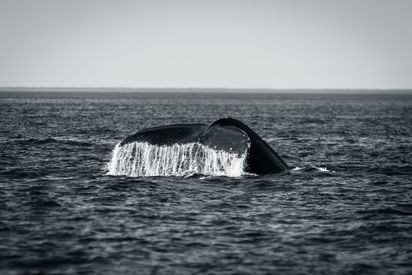 Black And White Photo Of A Tail Of A Whale Above The Water
