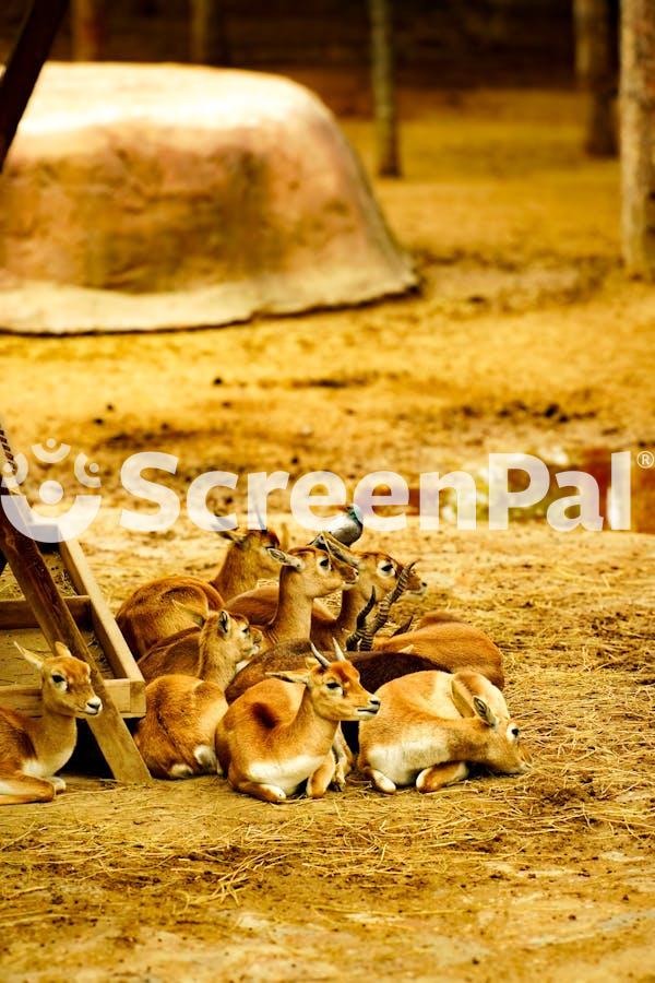 Goitered Gazelles On The Ground