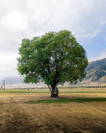 A Lone Tree Stands In The Steppe