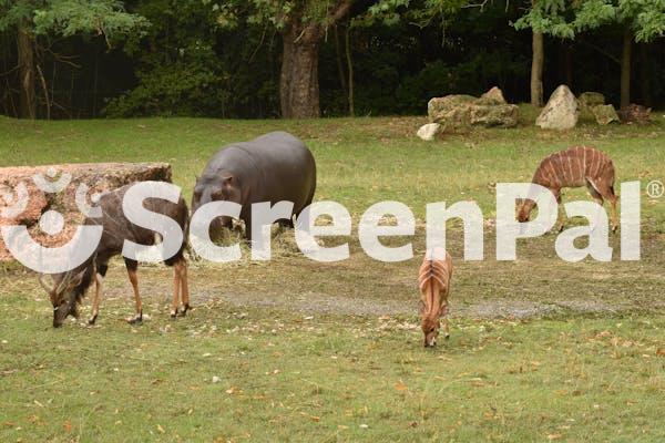 Wildlife Scene With Hippo And Antelopes Grazing