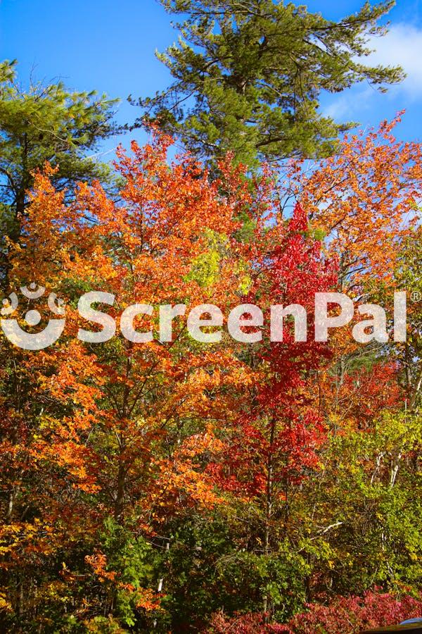 Vibrant Autumn Foliage In A Sunlit Forest