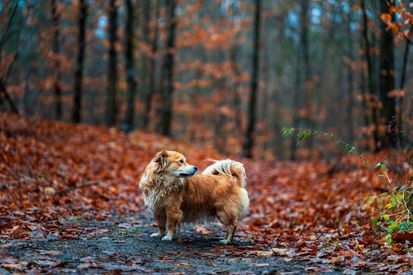 Corgi Dog In Autumn Forest Pathway