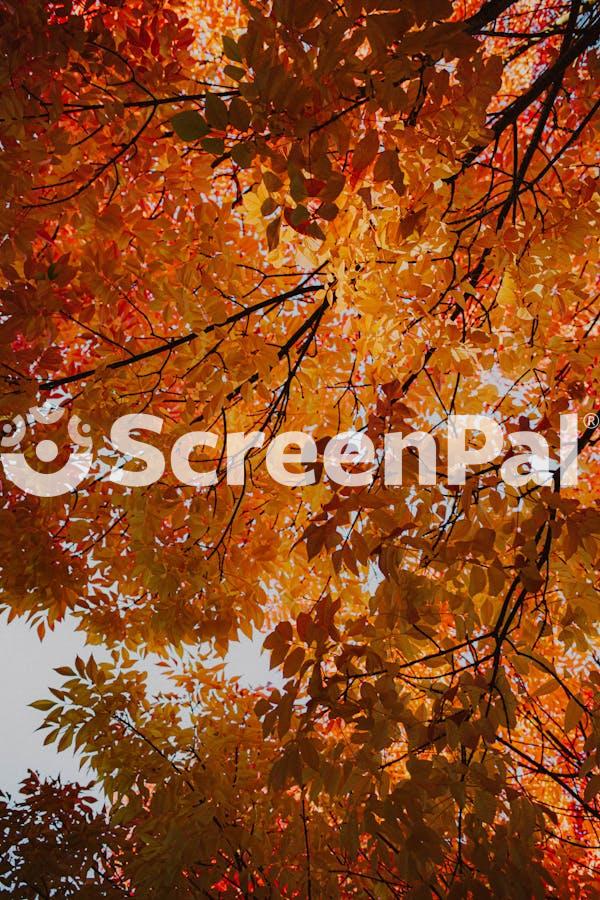 Vibrant Fall Foliage In Eugene Oregon
