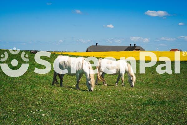 Icelandic Horses Grazing In Danish Countryside